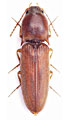 Aeoloides houschkai