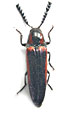 Agonischius brevilineatus