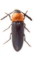 Agonischius thoracicus