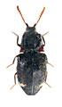 Agraeus excavatus