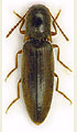 Agriotes acuminatus