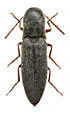 Agriotes adlbaueri