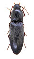 Agriotes aequalis