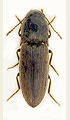 Agriotes brevis