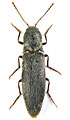 Agriotes danieli