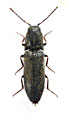 Agriotes gallicus