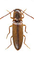 Agriotes integricollis