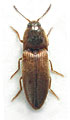 Agriotes intermedius