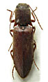 Agriotes kraatzi