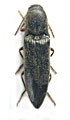 Agriotes kumingensis