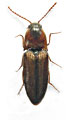 Agriotes maculatus