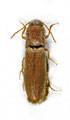 Agriotes marocanus