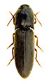 Agriotes medvedevi