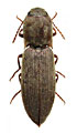 Agriotes meticulosus