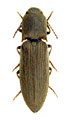 Agriotes modestus