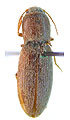 Agriotes nadezhdae