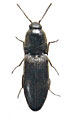 Agriotes nikodymi