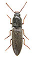 Agriotes nitidicollis