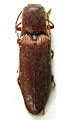 Agriotes nuceus