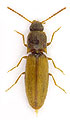 Agriotes pallidulus