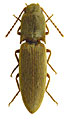 Agriotes paludum