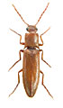 Agriotes pavesii