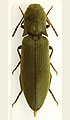 Agriotes pilosellus