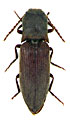 Agriotes roznerorum