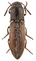 Agriotes sakaryaensis