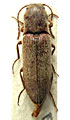 Agriotes schurmanni