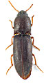 Agriotes silvanensis