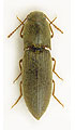 Agriotes sputator