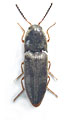 Agriotes subfasciatus