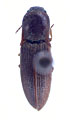 Agriotes subvittatus