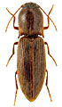 Agriotes subvittatus