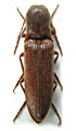 Agriotes syriacus