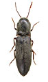 Agriotes tadzhikistanicus