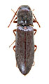 Agriotes tauricus