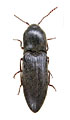 Agriotes tristiculus