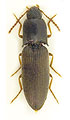 Agriotes ustulatus