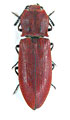 Agrypnus agrillaceus