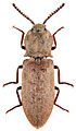 Agrypnus agrillaceus