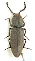 Agrypnus brunnipennis