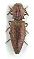 Agrypnus costicollis