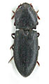 Agrypnus crennicollis