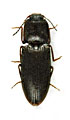 Agrypnus dhofarensis