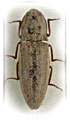 Agrypnus ellipticus