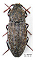 Agrypnus murinus