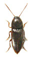 Alestrus dolosus