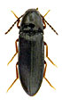 Ampedus auripes